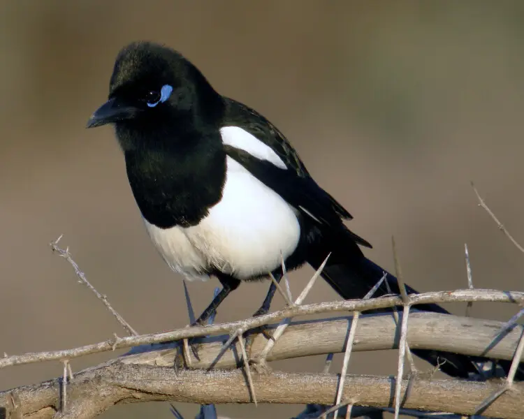 Maghreb magpie