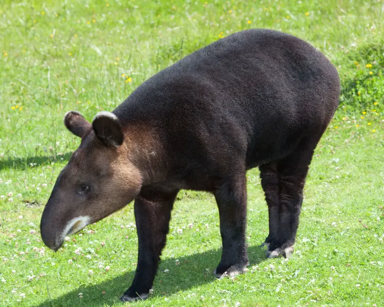Mountain Tapir - Facts, Diet, Habitat & Pictures on 