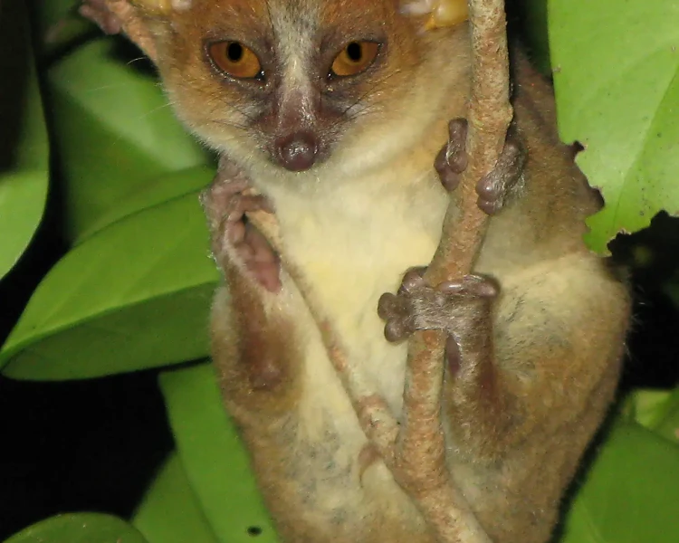 Danfoss's mouse lemur