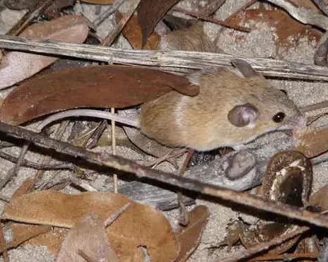 Desert pygmy mouse