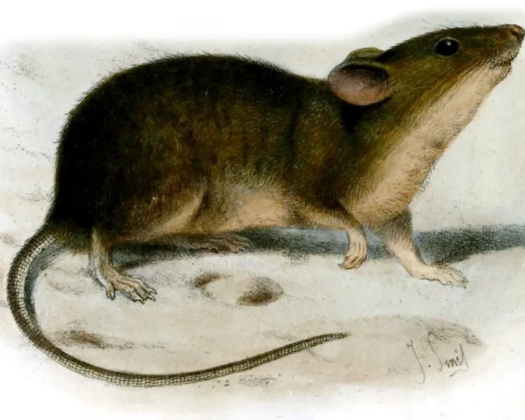 St Kilda house mouse