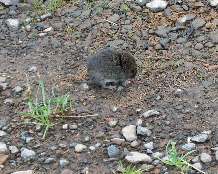 Western red-backed vole