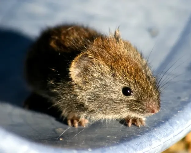 Grey red-backed vole