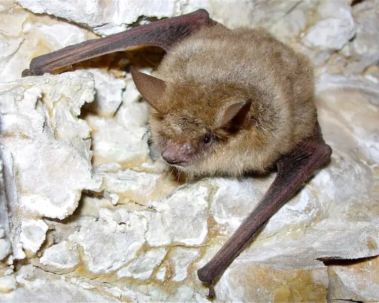 Geoffroy's bat