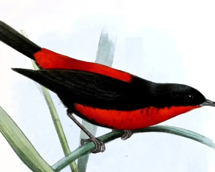 Rotuma myzomela