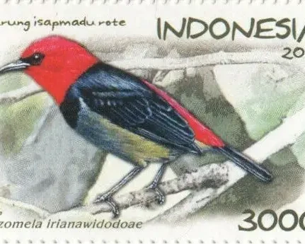 Myzomela irianawidodoae