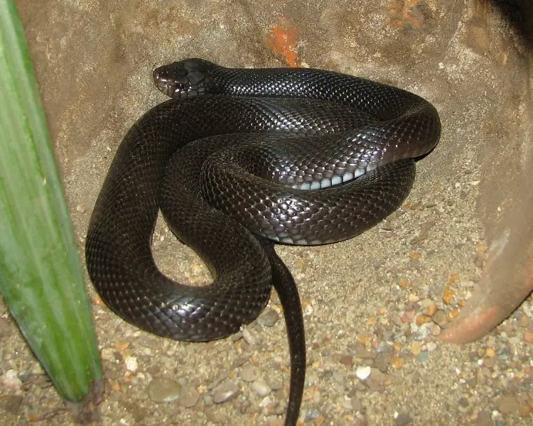 Desert Cobra - Facts, Diet, Habitat & Pictures on 