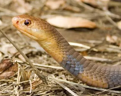 Mali cobra