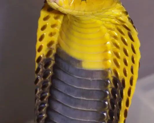 Samar cobra