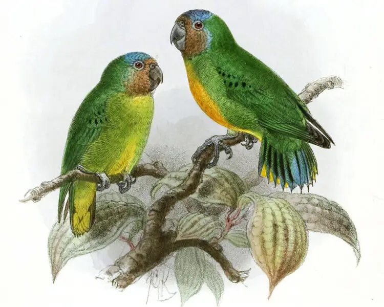 Geelvink pygmy parrot