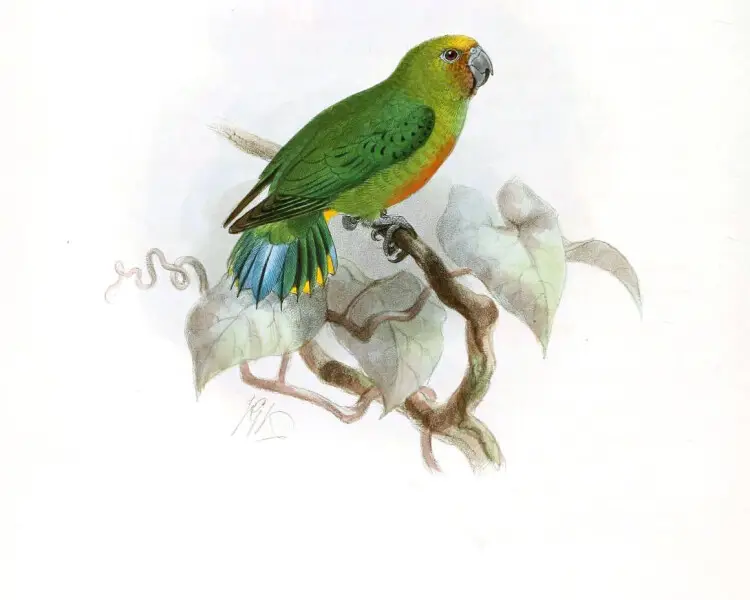 Yellow-capped pygmy parrot