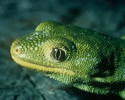 Nelson green gecko