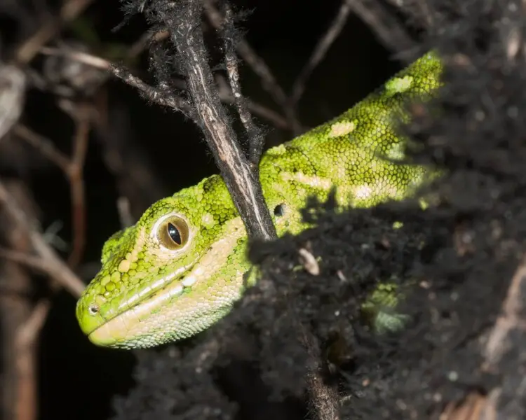 West Coast green gecko