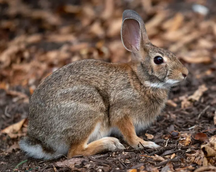 New England Cottontail - Facts, Diet, Habitat & Pictures on Animalia.bio