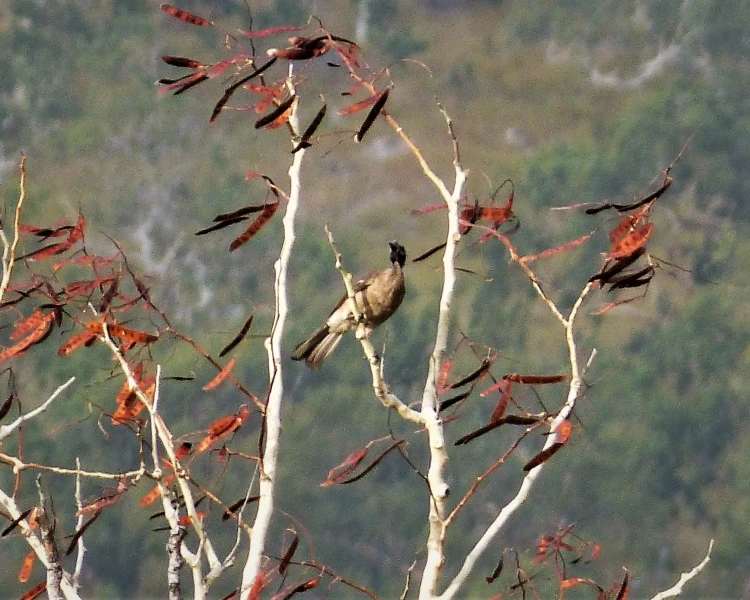 New Guinea friarbird