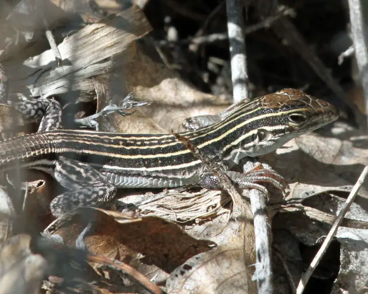 New Mexico Whiptail - Facts, Diet, Habitat & Pictures on Animalia.bio