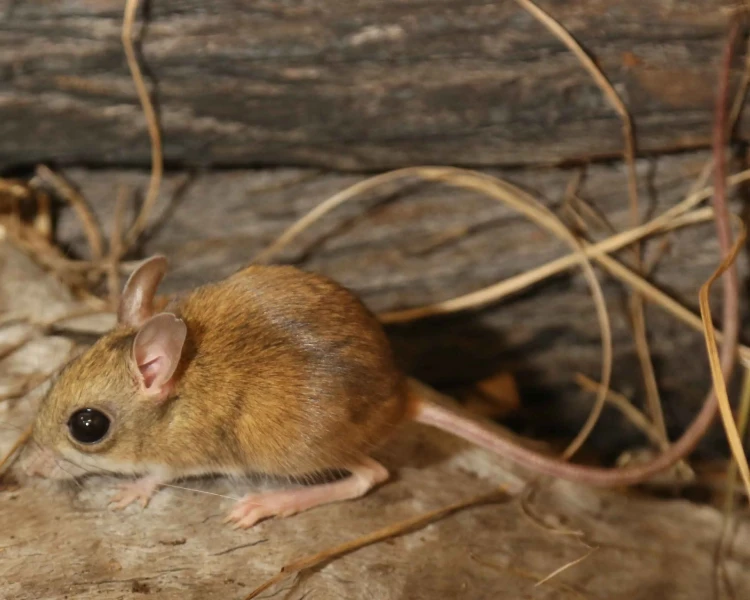Northern hopping mouse
