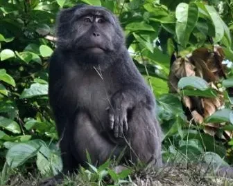 Nicobar long-tailed macaque