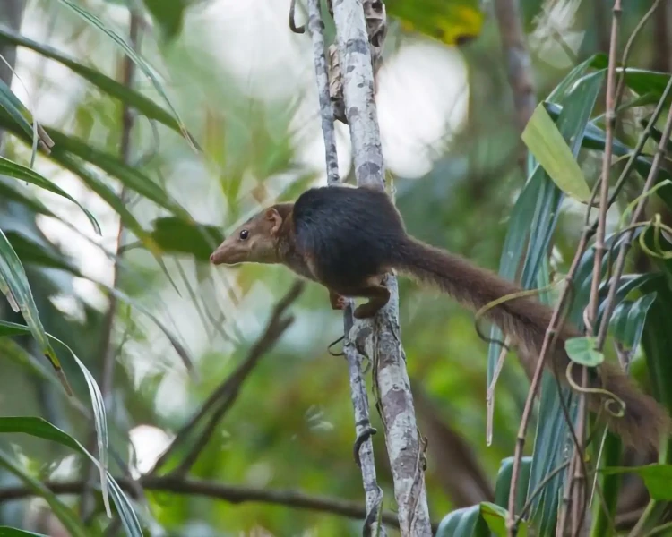 Nicobar treeshrew - Facts, Diet, Habitat & Pictures on Nicobar treeshrew - Facts, Diet, Habitat & Pictures on
