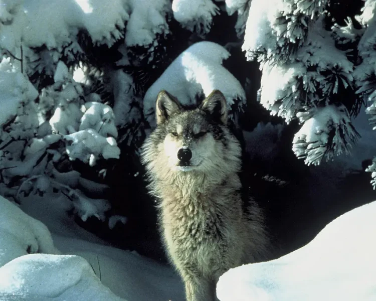 Northern Rocky Mountain wolf