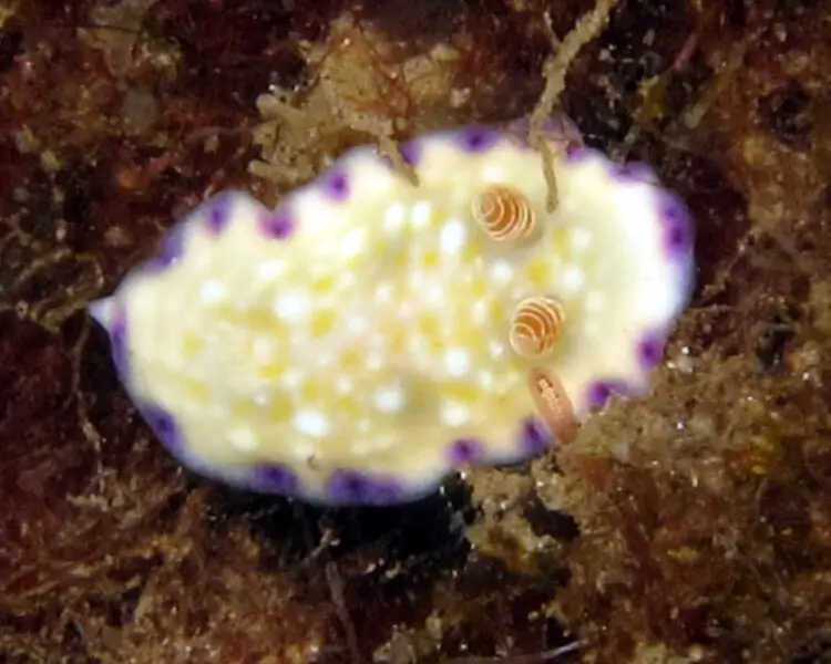 Goniobranchus albopustulosus
