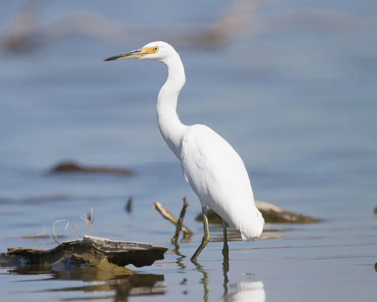 little-egret-facts-diet-habitat-pictures-on-animalia-bio