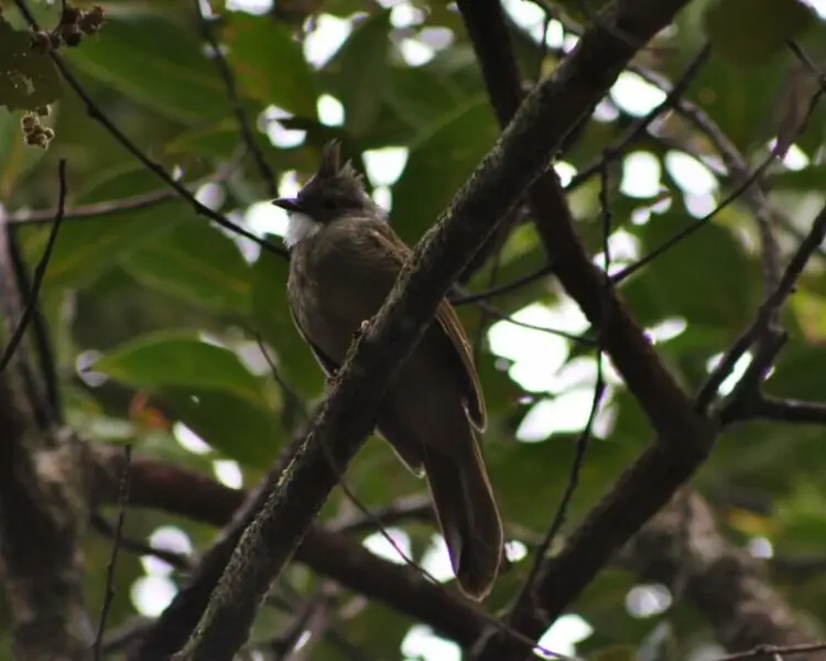 Ochraceous bulbul - Facts, Diet, Habitat & Pictures on Animalia.bio