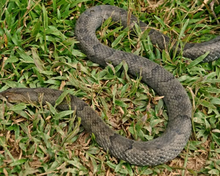 Brown kukri snake