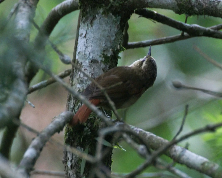 Olive spinetail