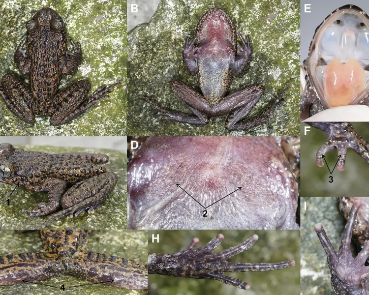 Oreolalax longmenmontis Facts, Diet, Habitat & Pictures on Animalia.bio