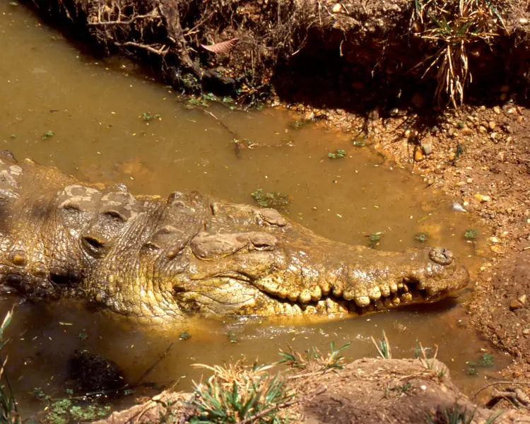 Крокодил орінокський