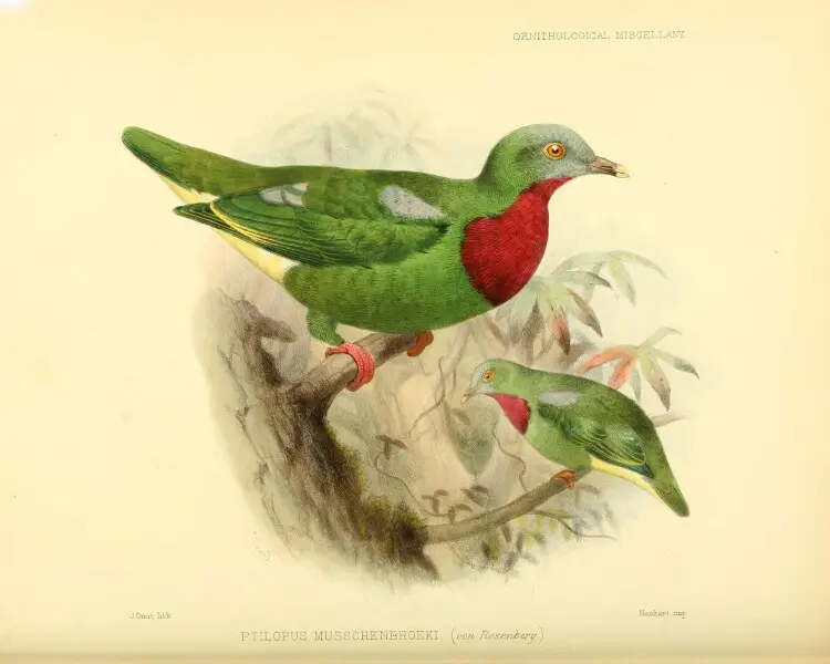 Claret-breasted fruit dove