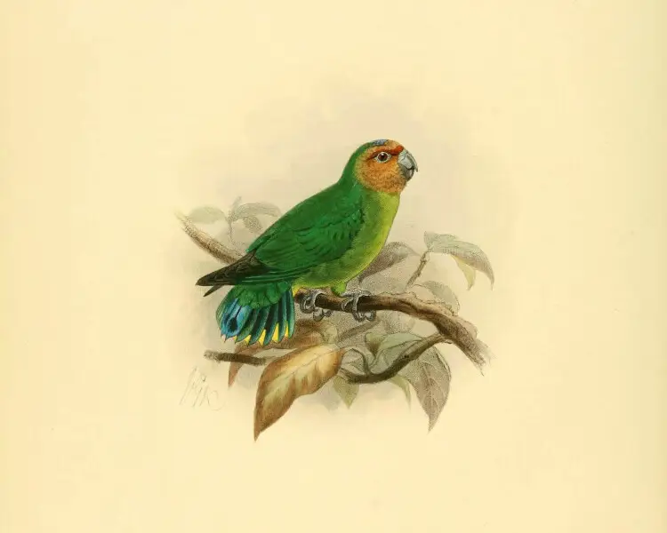 Buff-faced pygmy parrot