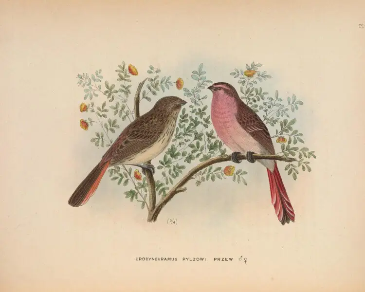 Чечевиця гірська - факти, дієта, ареал і фотографії на Animalia.bio