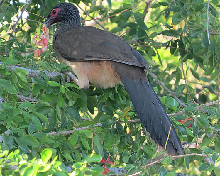 West Mexican chachalaca