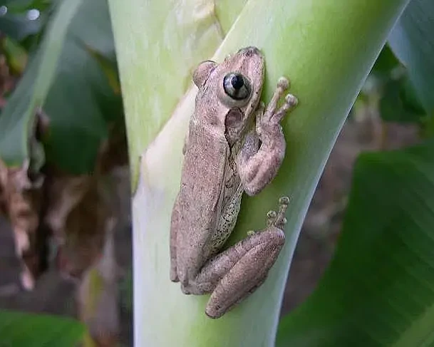 Hispaniolan common tree frog