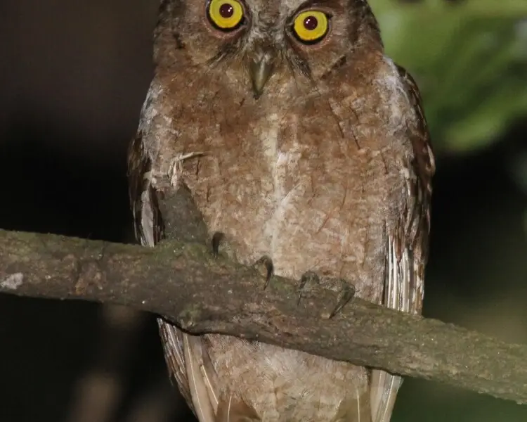Pemba scops owl