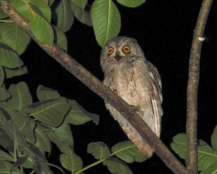 Socotra scops owl