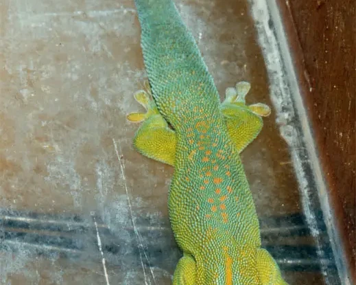 Yellow-throated day gecko