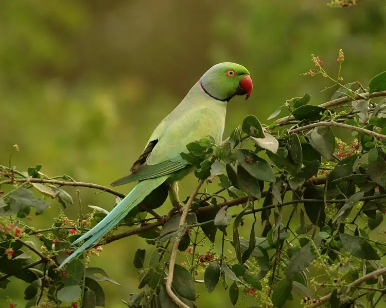 Rose-Ringed Parakeet - Facts, Diet, Habitat & Pictures on 