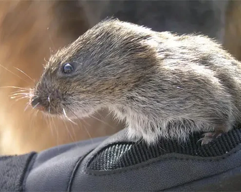 Microtus montanus