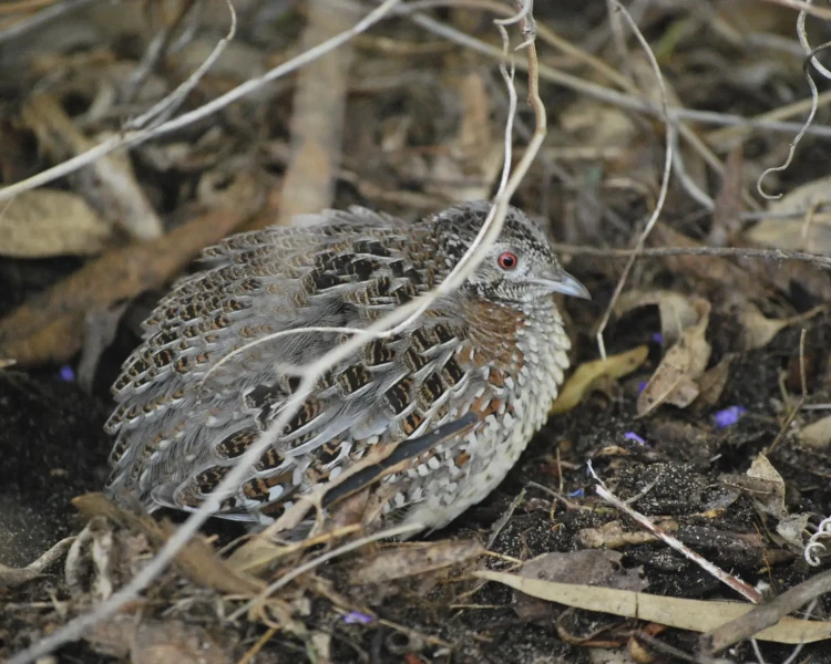 Abrolhos painted buttonquail