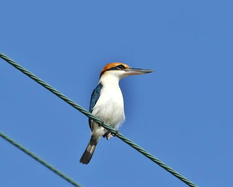 Rusty-capped kingfisher
