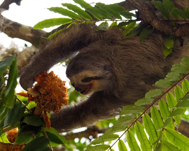 Pale-Throated Three-Toed Sloth