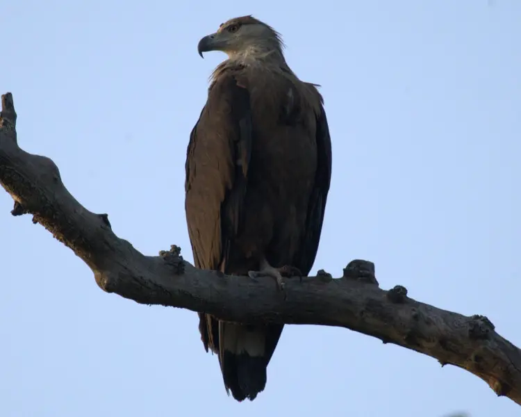Pallas's fish eagle Facts, Diet, Habitat & Pictures on Animalia.bio