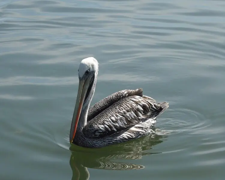 Peruvian pelican