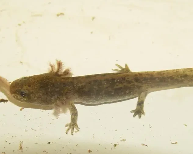 Persian brook salamander