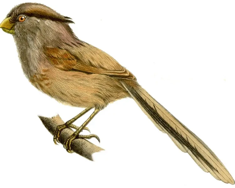 Calamornis heudei Fakten, Ernährung, Lebensraum & Bilder auf Animalia.bio