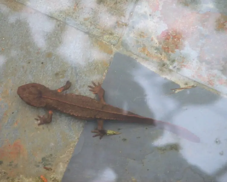 Tam Dao salamander