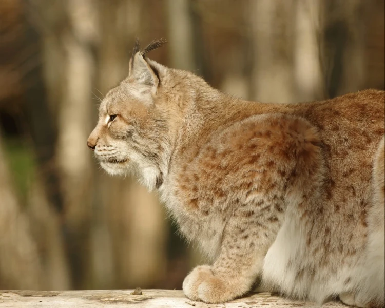 Turkestan lynx